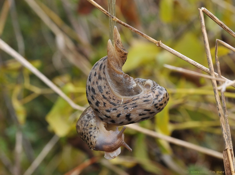 Accoppiamento di Limax maximus in terra pisana